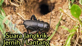 suara jangkrik jernih dan lantang