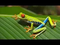 Download Lagu Suara Katak Di Malam Hari Hujan | Nada Dering Alam