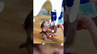 Este recaste fue increíble #animals