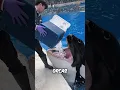 Download Lagu Orcas Eating Ice Explained #shorts #orca