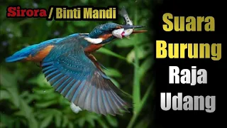 Download suara burung binti/Raja udang/sirora MP3