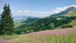 Dardania 2026, (Greikoc, Therandë)