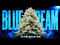 Blue Dream The California Strain That Ruled America Without a Name Behind It