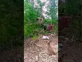 Download Lagu Monyet Manjat Di Pohon Dan Anjing Hanya Bisa Menggonggong😆