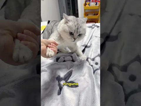 Cats losing weight