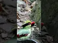 Download Lagu jovin / ekek keling #birds #thebirdsonggroup #birdsong #birdsounds #nature #naturesvoice