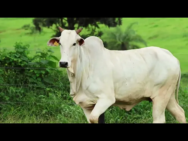 Matriz Nelore LMRZ - 6