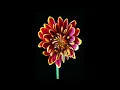 Giant's Nest - Flower Burst || electronic house music, epidemicsound, partytime, carmusicsound
