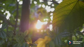 LEMON TREE Shania Yan Cover 