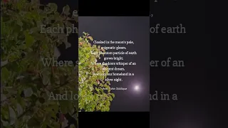 Moonlight Mystery