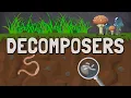 What are Decomposers in a Food Chain