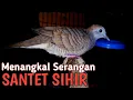 Download Lagu DAPAT MENANGKAL SERANGAN SANTET,SIHIR,ILMU HITAM!!PERKUTUT SINGKIR SENGKOLO