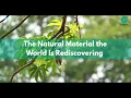 What is Kapok Fiber Benefits Uses Why It s the Future of Sustainable Materials