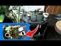 Download Lagu HOW TO MAKE A FISH POOL FROM USED DRUM