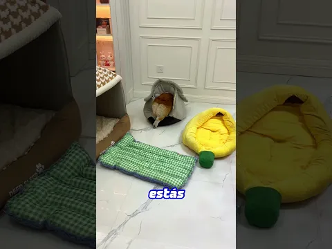 El perro no tenía cama 😂🐶