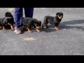 Rottweiler Puppies For Sale