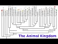 Major Divisions of Kingdom Animalia and the Problem With Animal Phyla