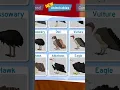 Download Lagu Buying (almost) all birds in Feather Family