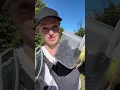 Download Lagu De bramen-PSA van dit jaar komt al vroeg naar je toe! #braam