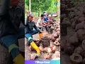 Download Lagu Imagine Cracking Coconuts All Day! 🥥 These Guys are Absolute MACHINES! My Hands Hurt Watching!