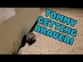 Download Lagu JJ, DJ \u0026 Gracie came together this evening 🦊 #fox #wildlife #cute #fyp #viralvideo #cubs 