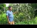 Keitt mango