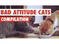 Bad Attitude Cats Compilation 2016