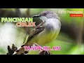 Download Lagu PANCINGAN CIBLEK - GACOR - TANPA IKLAN