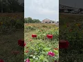 A family-run farm market and greenhouse