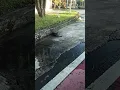 Download Lagu Suka Duka Kucing Liar Di Pinggir Jalan Raya Tanpa Di Sadari Bahaya Lalu lintas Menghadang,,,😭😭😭