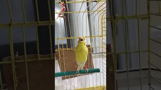 حل طائر الكناري الدي لا يغرد دندنها