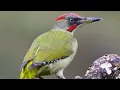 Download Lagu green woodpecker sound
