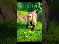 Download Lagu nino Waly ne chera Man ka pyala cute cat 😺 vlog #music #bollywood #song