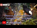 Download Lagu MASTERAN SUARA BURUNG KENARI SAMBUNG CILILIN JEDA 30 DETIK. UNTUK MURAI BATU DAN KACER.
