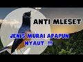 Lagu 🔥PANCINGAN Murai Batu gacor full isian tembakan ampuh naikkan emosi Murai Batu lain agar ikut bunyi