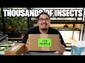Lagu Unboxing Thousands of Feeder Insects