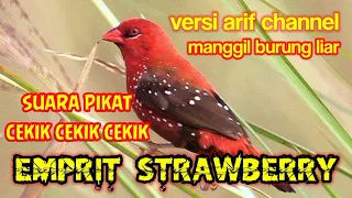 suara pikat burung emprit strawberry