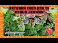 Download Lagu Sayuran Indonesia ada dikebun Jerman