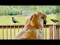 Download Lagu Barney says hello to some crows outside, then we see three deer that Barney didn’t see. 🦌🧡