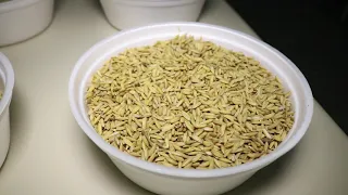 Arroz: passo-a-passo do beneficiamento!