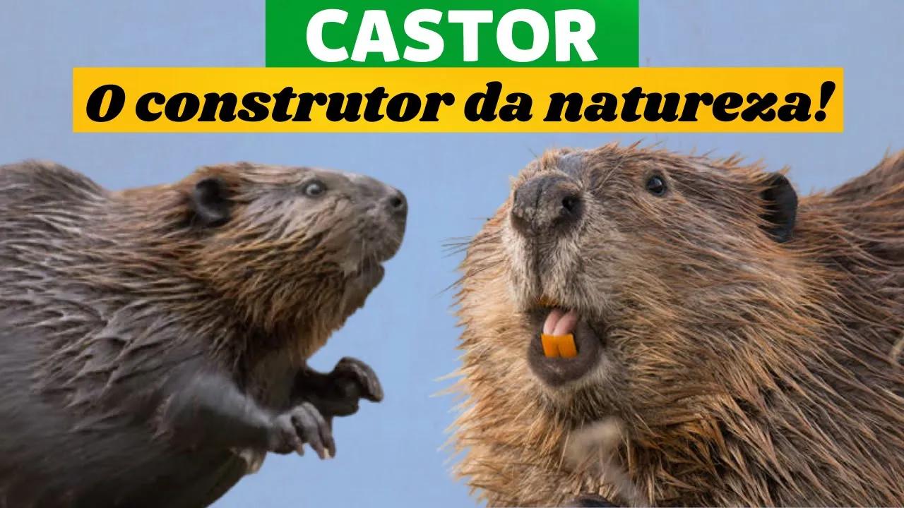 TUDO SOBRE OS CASTORES AMERICANOS E EUROPEUS! MUITAS CURIOSIDADES SOBRE ESSES ANIMAIS ENGENHEIROS!
