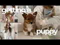 getting a PUPPY vlog first 24 hours at home with my corgi puppy