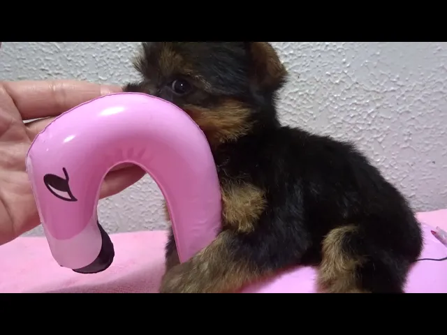 動画