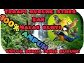 Lagu Suara burung di hutan liar pagi hari || terapi burung malas bunyi