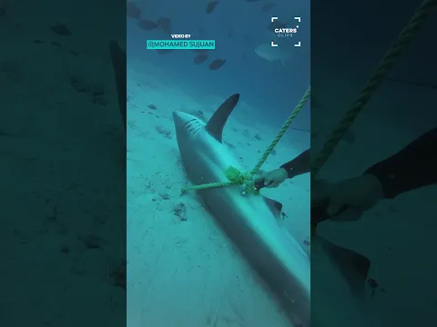 Shark Tangled Up In Rope Rescued By Brave Diver