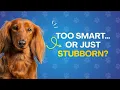 Are Dachshunds Smarter Than Other Dogs The Truth