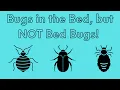 What are Some Bugs in the Bed That Are NOT Bed Bugs