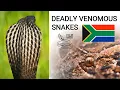 Lagu Deadly venomous snakes of South Africa, mambas, cobras, puff adder, boomslang, twig snake