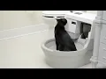 How the CatGenie A I Works