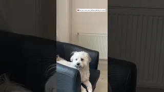 نمیخواد ضایع کنه منتظر یه جای پیداش کنه هاپو غذادارد کمک رحمان گربه حق زندگی دوست سگه 